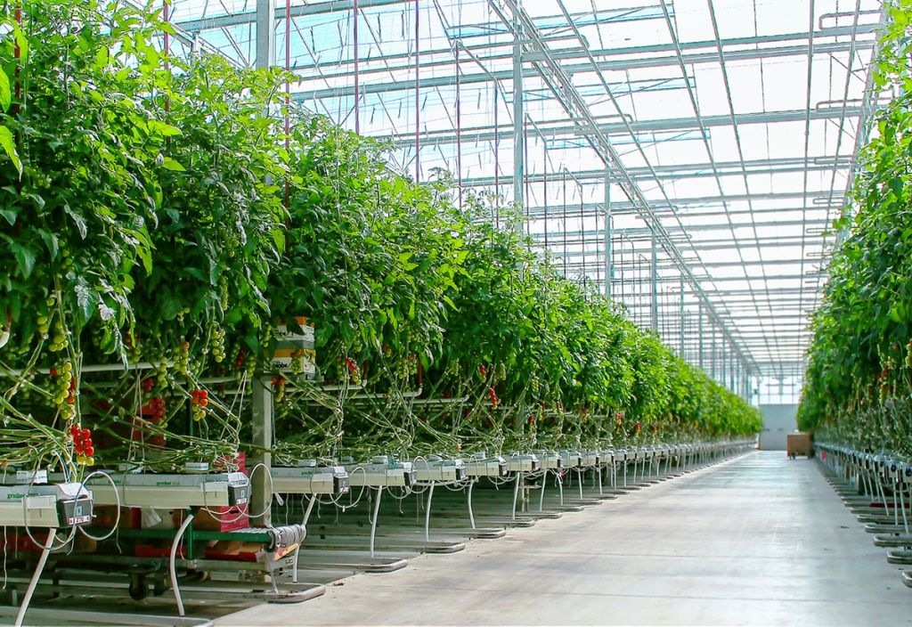 Промышленная теплица